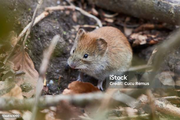 Bank Vole Hiding Between The Leaves Stock Photo - Download Image Now