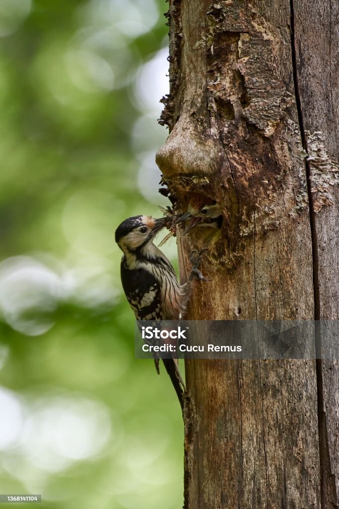 White-backed Woodpecker (Dendrocopos leucotos) nesting Cub Stock Photo