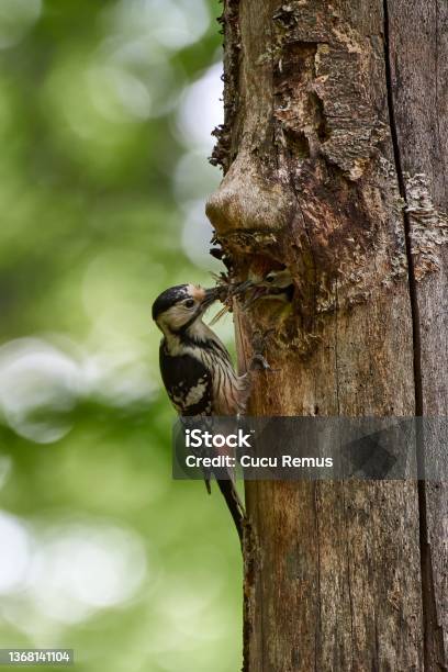 Whitebacked Woodpecker Nesting Stock Photo - Download Image Now