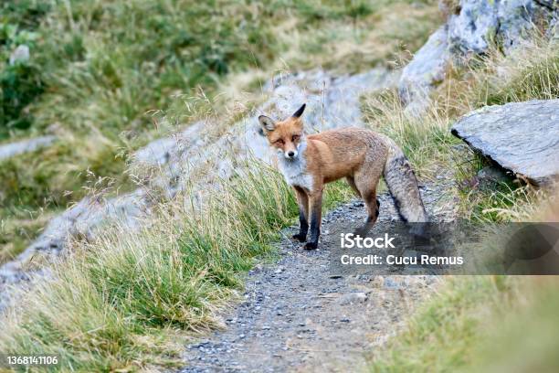 Fox In Natural Habitat Stock Photo - Download Image Now - Red Fox, Grass, Animal