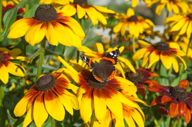 Admiral butterfly (Lat. Vanessa atalanta) on a Rudbeckia flower