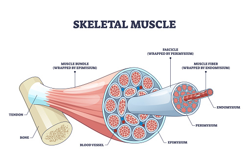 Skeletal muscle structure with anatomical inner layers outline diagram. labeled educational medical muscular section description with fascicle, epimysium, endomysium and fibers vector illustration.