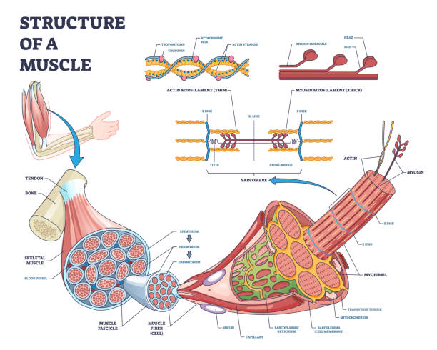 Structure of muscle with isolated myosin and actin closeup outline diagram Structure of muscle with isolated myosin and actin closeup outline diagram. Labeled educational arm bone muscular inner parts detailed description with sarcomere magnification vector illustration. myosin stock illustrations