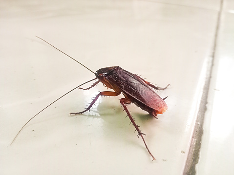 a cockroach in the house
