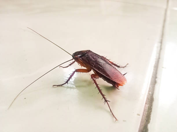 a cockroach a cockroach in the house cockroach photos stock pictures, royalty-free photos & images