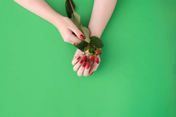 Female graceful hands holds red berry branch stock photo