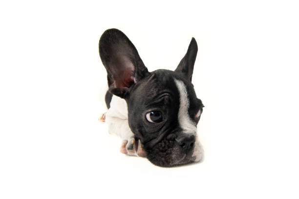 istock French Bulldog sitting on white background 1368144434