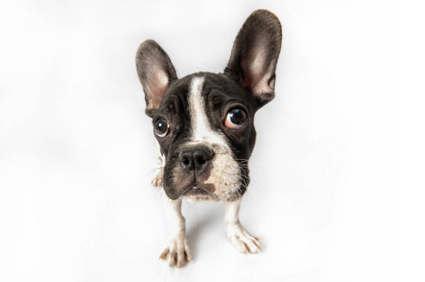 istock French Bulldog sitting on white background 1368144452