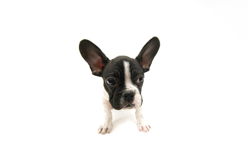 French Bulldog sitting on white background. One years old