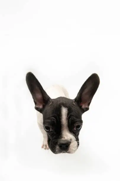 Photo of French Bulldog sitting on white background