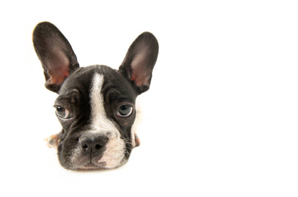 French Bulldog sitting on white background. One years old