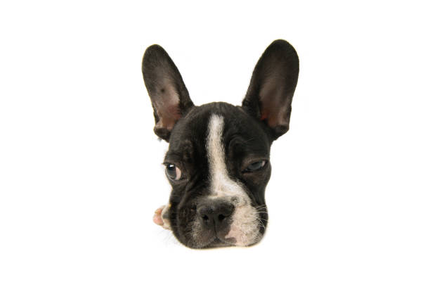 French Bulldog sitting on white background. One years old