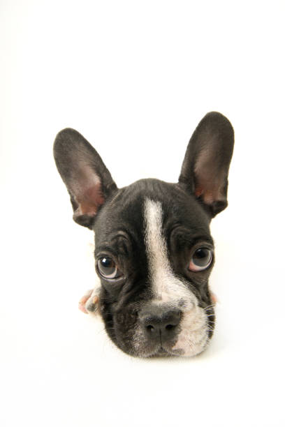 istock French Bulldog sitting on white background 1368146365