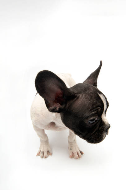 istock French Bulldog sitting on white background 1368146395