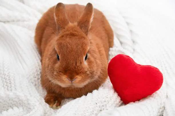 Cute little brown decorative bunny,rabbit looking at camera on white cozy plaid near red soft plush heart.Valentine day,love to pet,animal concept.