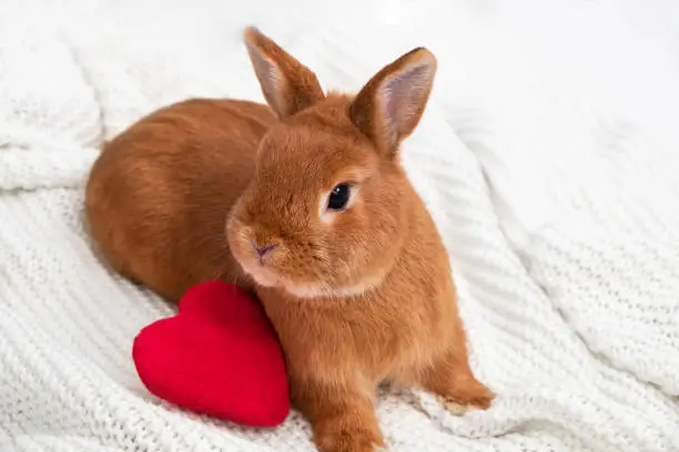 Cute little ginger decorative bunny,rabbit looking at camera on white cozy plaid near red soft plush heart.Copy space.Valentine day,love to pet,animal concept.