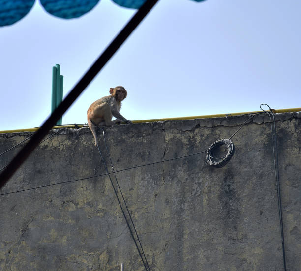 istock A baby monkey looking at the camera while sitting at the edge of a terrace 1368147557