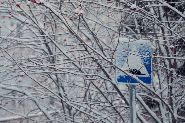 Road sign sleeping policemen among snow-covered branches of rowan trees