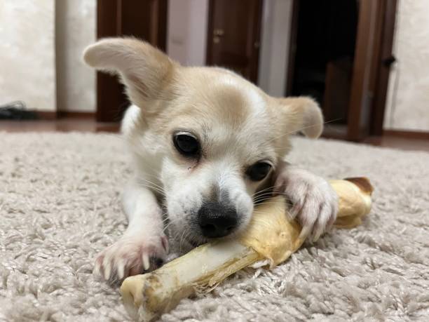 istock Small dog with big claws is eating gnawing a big bone on the light carpet 1368147806