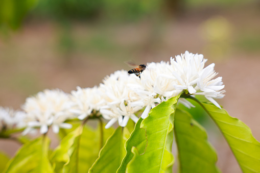 Bees are drinking nectar from coffee flower blossom with white color close up view.