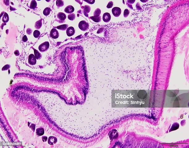 Animal Tissue Samples Under The Microscope In Lab Stock Photo - Download  Image Now - Anatomy, Animal Digestive System, Animal Internal Organ - iStock