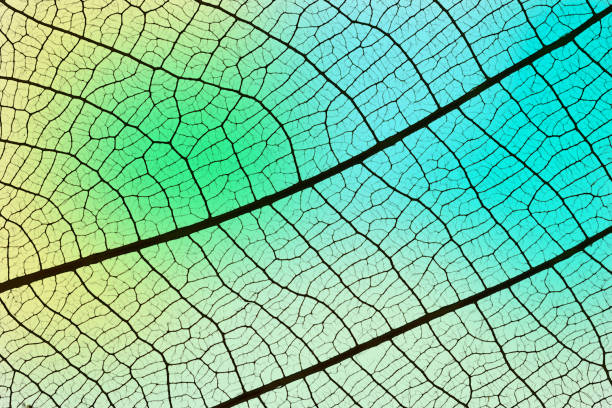 Overhead shot and extreme close-up of leaf vein skeleton against multi colored background.