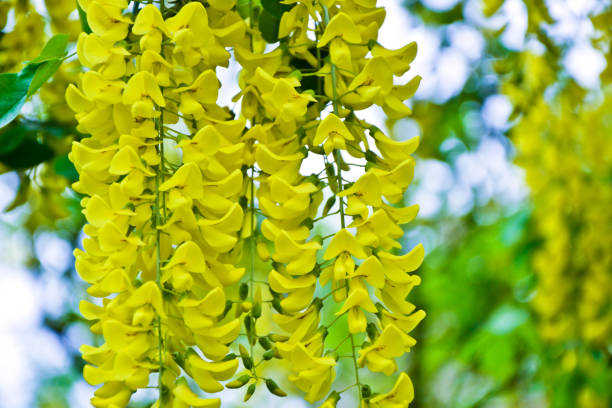 Golden rain tree cassia fistula laburnum flower yellow spring stock photo