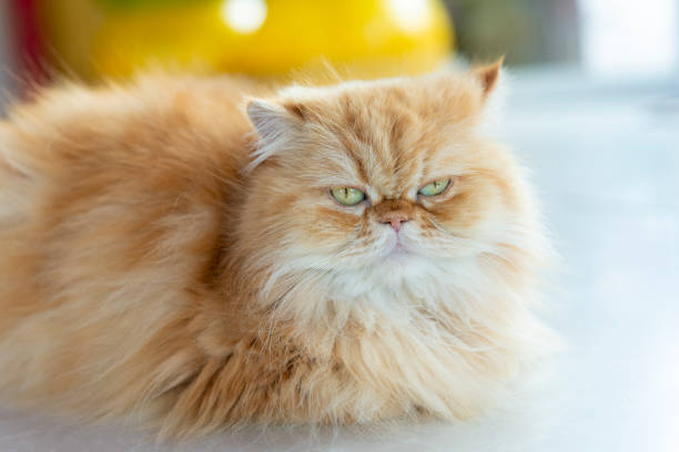 Young cat looking surprised and scared, Relaxed domestic cat at home. Young cat looking surprised and scared, Relaxed domestic cat at home. persian cat stock pictures, royalty-free photos & images