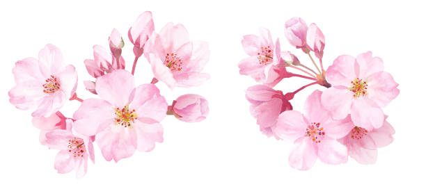 frühlingsblumen: zwei nahaufnahmen von kirschblüten. aquarell-illustration. zur dekoration. - flower head annual beauty close up stock-grafiken, -clipart, -cartoons und -symbole