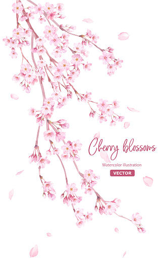 Spring flowers: Watercolor illustration of weeping cherry blossoms and falling petals. (Vector. Layout can be changed)