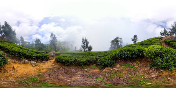 Tea plantations in Sri Lanka. Virtual Reality 360 stock photo