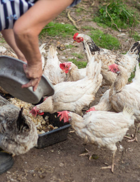 istock the hostess feeds young white chickens with grain. selective focus 1368151469