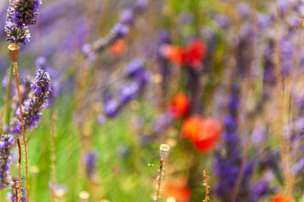 Lavender flower detail in a field in the south france provence.