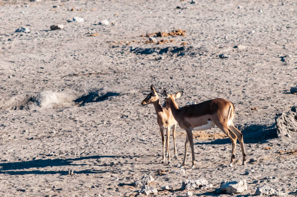istock Impalas near a waterhole 1368152422