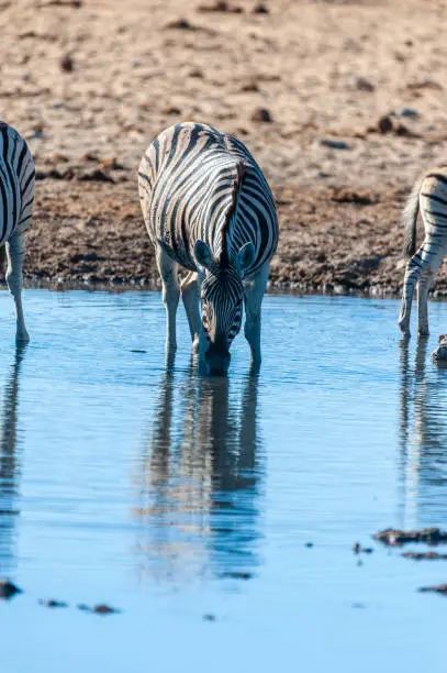 Photo of A group of Zebras in Etosha