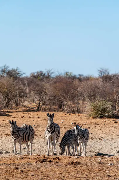 Photo of A group of Zebras in Etosha