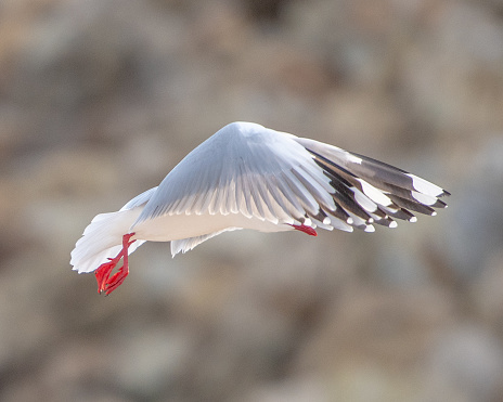In flight red billed gull, Otago New Zealand
