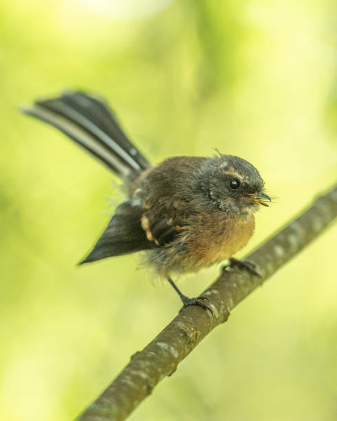 istock New Zealand native Fantail (piwakawaka) 1368154609