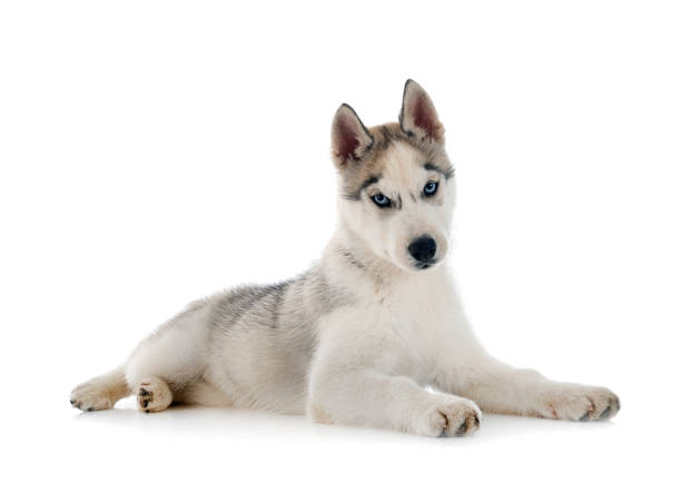 istock puppy siberian husky 1368155634