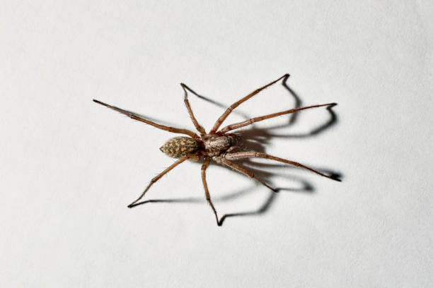 istock Predatory spider isolated on white background. Tegenaria agrestis. Large representative of the domestic arachnid. Fear or phobia of spiders. 8 legs. With a shadow. Close-up. Copy space. Studio photo 1368156416