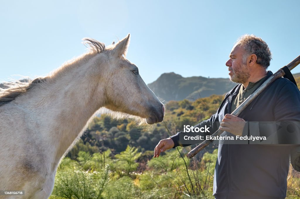 Mature bearded man meeting white horse while hiking in rural pasture. Friendship and relationship concept. Well Being and unity with nature. Road to mountain. 60-64 Years Stock Photo