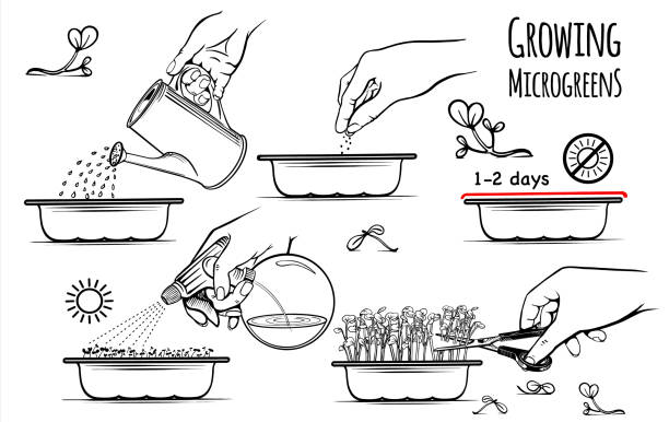 Growing microgreens set hand drawn sketch vector Instructions for sowing microgreens throughout the year, at home. Sowing, watering, moisturizing, cutting in the drawings. Sectch illustration hand drawn. Isolated on white background. Vector. sow stock illustrations