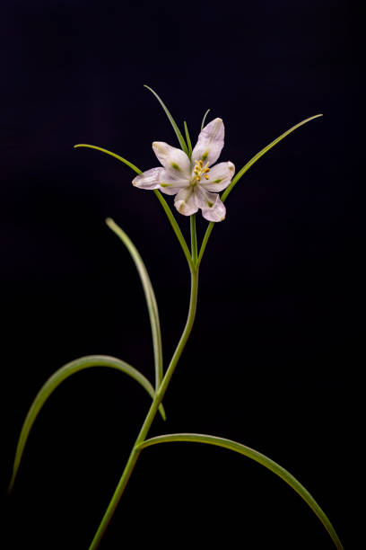 fiore a scacchi isolato su sfondo nero - lily white flower single flower foto e immagini stock
