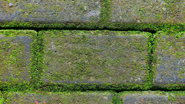 wallpaper background bricks mossed walls of textured footpath stock photo