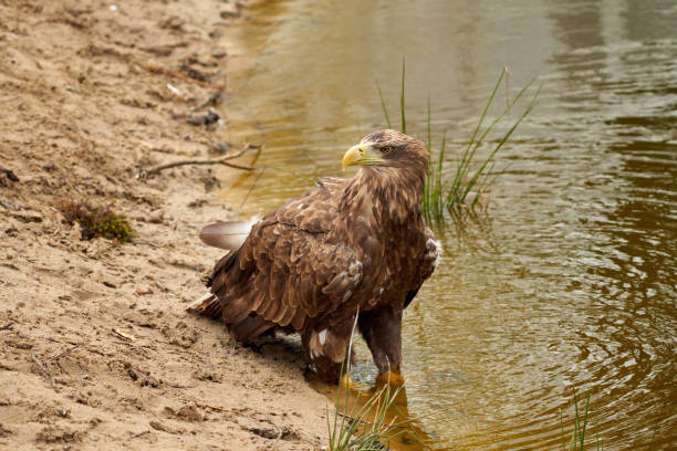 ein seeadler trinkt im wasser. wassertröpfchen treten aus dem schnabel aus. detaillierte, gelbe schnabelbraune federn, tierthemen - nature animal themes wildlife outdoors stock-fotos und bilder