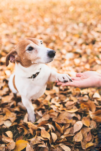 istock Jack Russell Terrier - a friendly trained puppy 1368159518