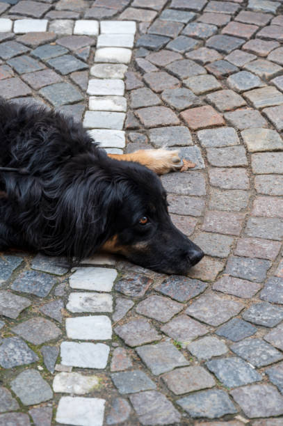 istock Black dog resting on cobblestoned street 1368160921