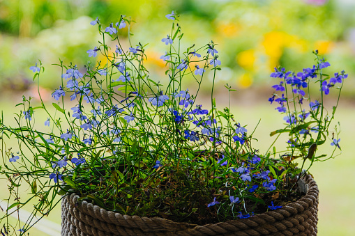 blue lobelia flowers in a pot of jute and twine on the window in the garden