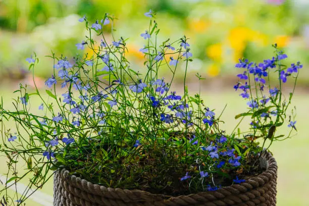 blue lobelia flowers in a pot of jute and twine on the window in the garden