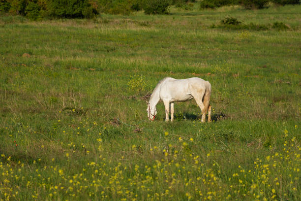 Young white horse eating grass from a field. Purebred stallion.